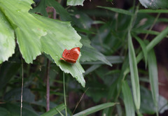Abisara saturata kausambioides