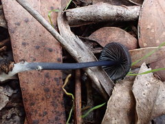 Entoloma discrepans