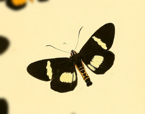 Rothia agrius