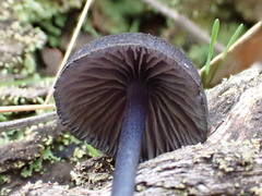 Entoloma discrepans