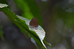 Arhopala major major