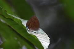 Arhopala major major