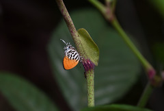 Drupadia ravindra moorei