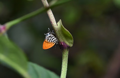 Drupadia ravindra moorei