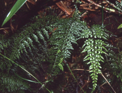 Asplenium elmeri