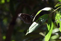 Euploea crameri bremeri