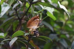 Euthalia aconthea gurda