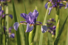 Iris reichenbachiana