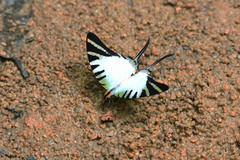 Graphium antiphates itamputi