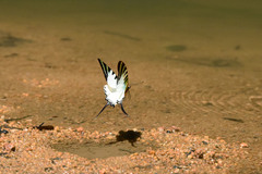 Graphium antiphates itamputi