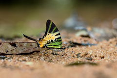 Graphium antiphates itamputi