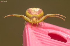 Misumenops rubrodecoratus