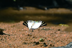 Graphium antiphates itamputi