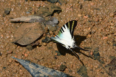 Graphium antiphates itamputi