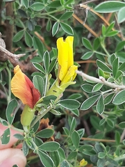Chamaecytisus spinescens
