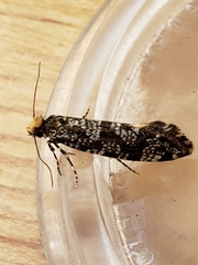 Triaxomera parasitella