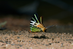 Graphium antiphates itamputi