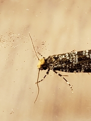 Triaxomera parasitella