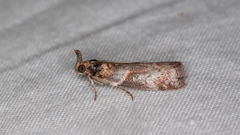 Calguia defiguralis