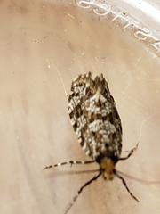 Triaxomera parasitella