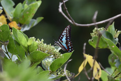 Graphium doson evemonides