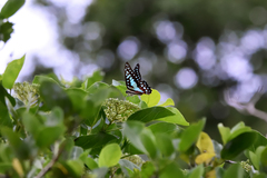 Graphium doson evemonides