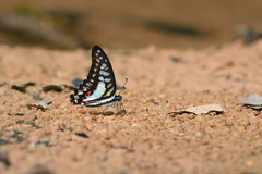 Graphium evemon eventus