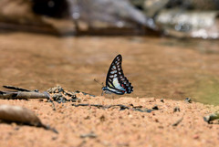 Graphium evemon eventus