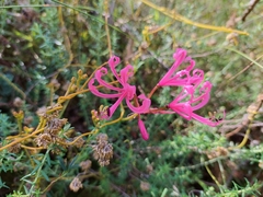 Nerine humilis