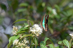 Graphium sarpedon luctatius