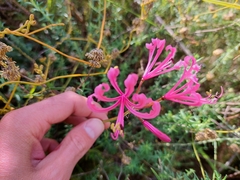 Nerine humilis