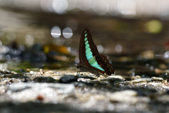 Graphium sarpedon luctatius