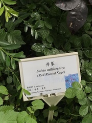 Salvia miltiorrhiza