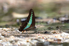 Graphium sarpedon luctatius