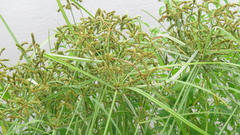 Cyperus imbricatus