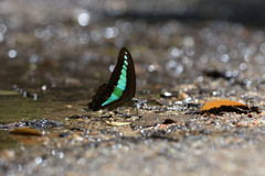 Graphium sarpedon luctatius