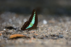Graphium sarpedon luctatius