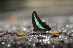 Graphium sarpedon luctatius