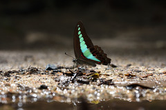Graphium sarpedon luctatius