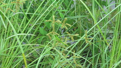 Cyperus imbricatus