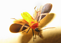 Dysdercus philippinus