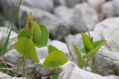 Aristolochia lutea