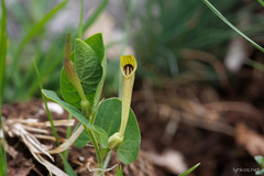 Aristolochia lutea