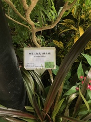 Melicope denhamii