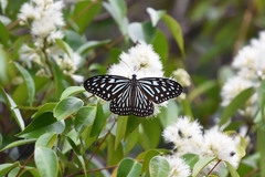 Ideopsis vulgaris macrina