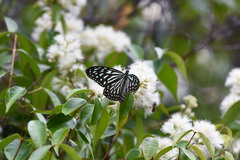 Ideopsis vulgaris macrina