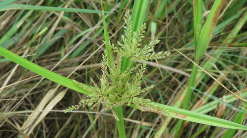 Cyperus pilosus iNat (2)