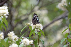 Ideopsis vulgaris macrina