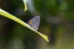 Jamides alecto ageladas