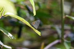 Jamides alecto ageladas